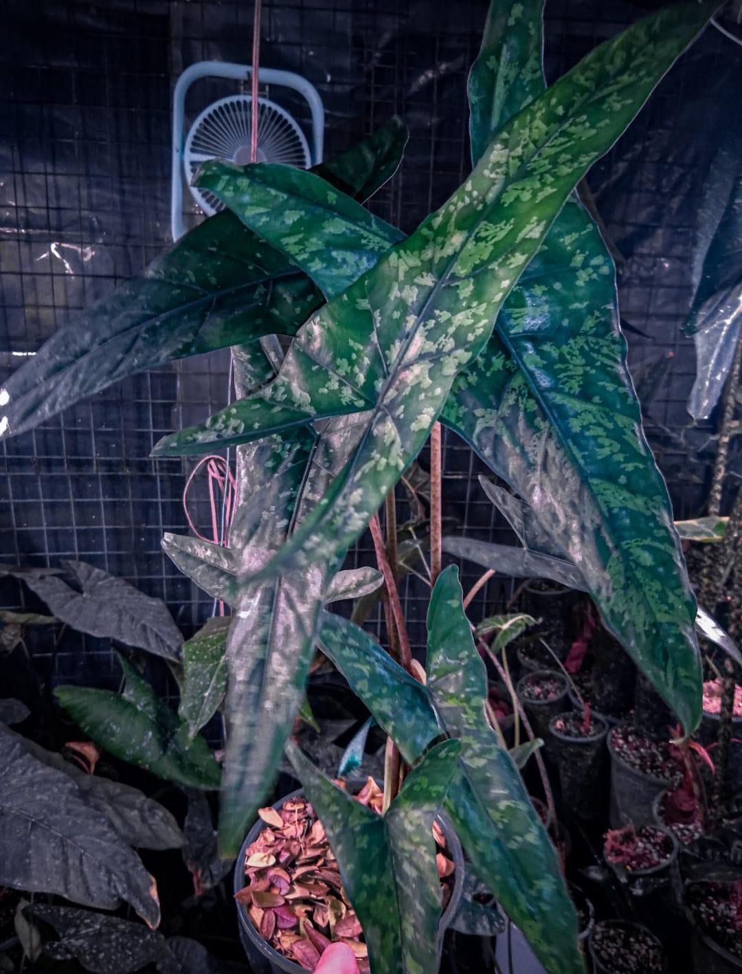 ALOCASIA HETEROPHYLLA 'SHATTERED GLASS' — Aroidpedia